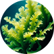 海藻