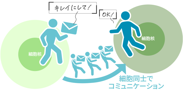 細胞同士でコミュニケーション