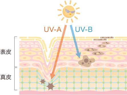 私たちの肌に直接影響のある紫外線はUVAとUVB。