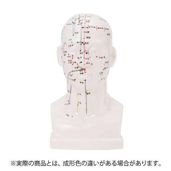 [7ウェルネ] 頭部鍼灸模型 20cm (中国語)
